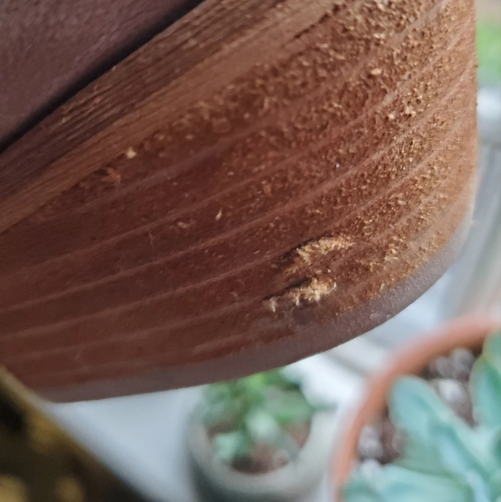 Taupe Sam Edelman Prentice Convertible Ankle Boot size 9.5 - Picture 4 of 6